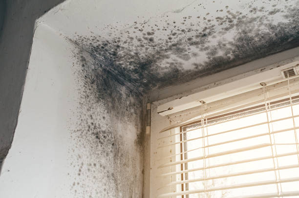 Affordable Mold Cleanup solutions in New Vernon, NJ